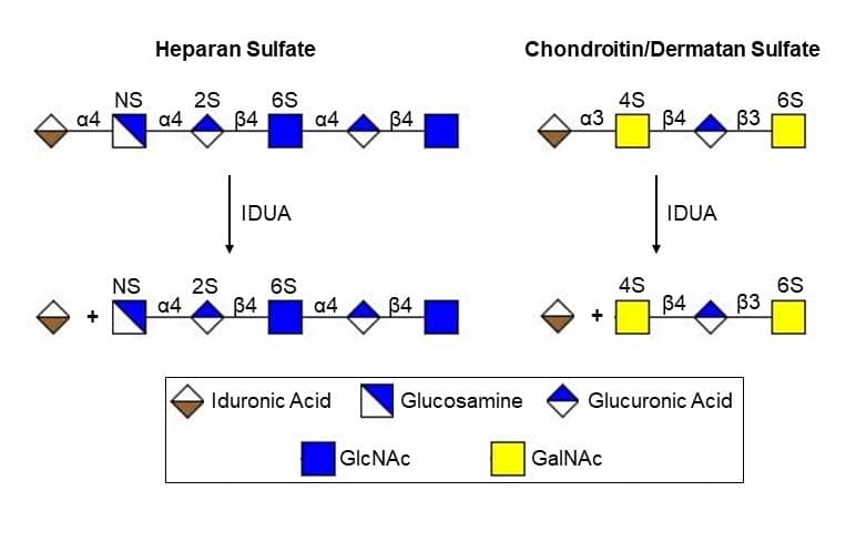 Recombinant Human alpha-L-Iduronidase/IDUA Protein, CF (Catalog # 4119-GH) hydrolyzes iduronic acid from dermatan and heparan sulfates.