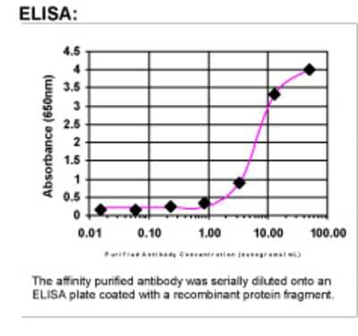 ELISA: BRCA2 Antibody [41190002]