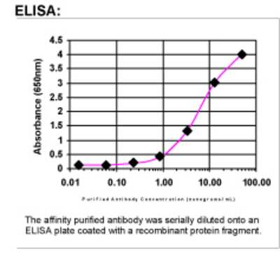 ELISA: BRCA2 Antibody [41270002]
