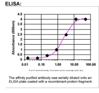 ELISA: Tenascin C Antibody [41720002]