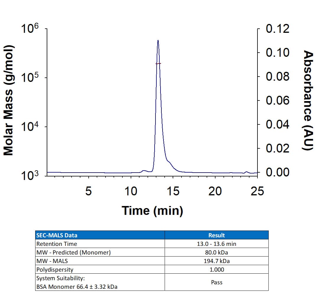 Recombinant Human PSMA/FOLH1/NAALADase I (Catalog # 4234-ZN) has a molecular weight (MW) of 185-204 kDa as analyzed by SEC-MALS, suggesting that this protein is a homodimer. MW may differ from predicted MW due to post-translational modifications (PTMs) present (i.e. Glycosylation).