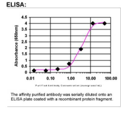 ELISA: STRA6 Antibody [43200002]