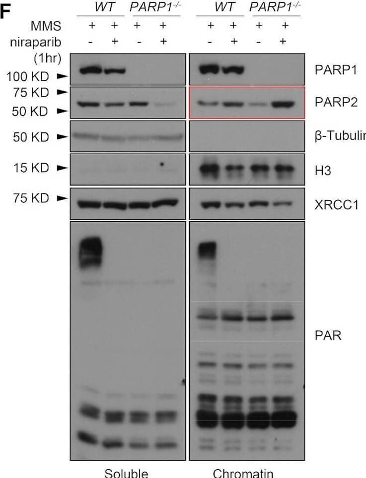 Western Blot PAR/pADPr Antibody (10HA) [Unconjugated]