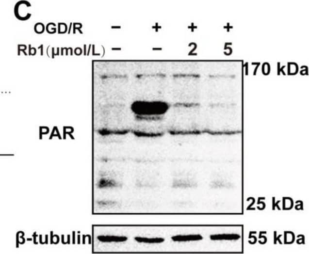 Western Blot PAR/pADPr Antibody (10HA) [Unconjugated]