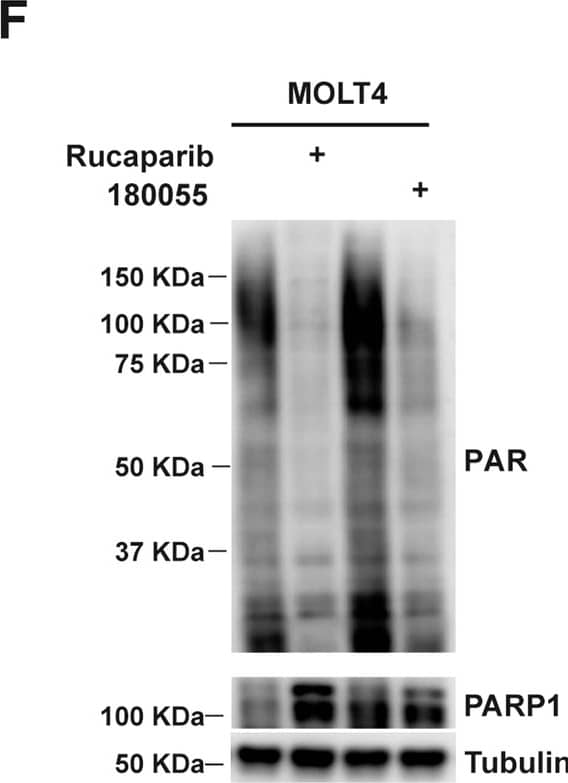 Western Blot PAR/pADPr Antibody (10HA) [Unconjugated]