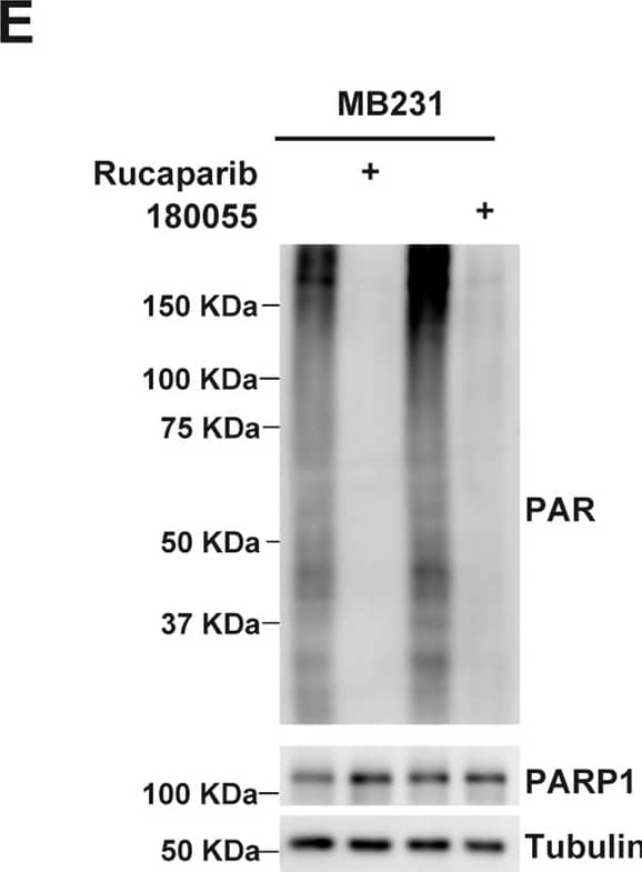 Western Blot PAR/pADPr Antibody (10HA) [Unconjugated]