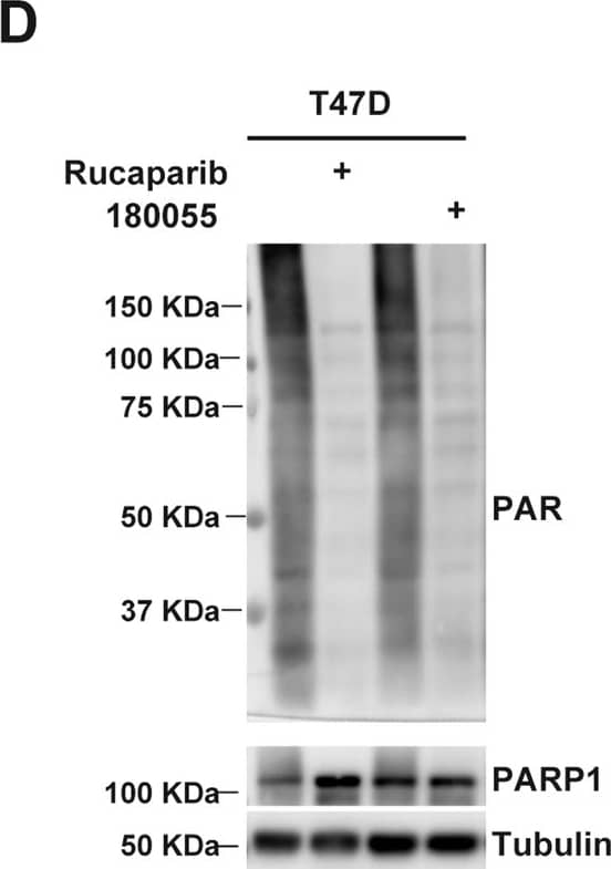 Western Blot PAR/pADPr Antibody (10HA) [Unconjugated]
