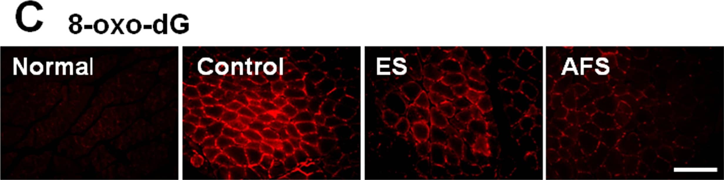 Immunohistochemistry 8-oxo-dG Antibody (15A3) [Unconjugated]