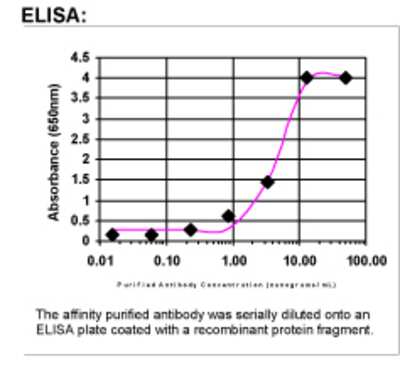 ELISA: STX11 Antibody [45870002]