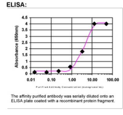 ELISA: MENA Antibody [45940002]