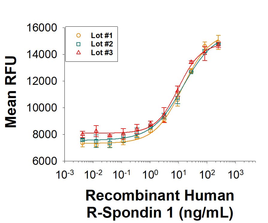 The lot-to-lot consistency of Recombinant Human R-Spondin 1 (Catalog # 4645-RS) was assessed by testing the ability of three independent lots of the protein to stimulate activation of beta-Catenin using a TOPflash beta-Catenin/TCF reporter assay in the HEK293T human kidney cell line, in the presence of 5 ng/mL Recombinant Mouse Wnt-3a (1324-WN). Each trace on the graph represents data obtained from Recombinant Human R-Spondin 1 from a different manufacturing run. The ED50 for this effect is 1.00-10.0 ng/mL in the presence of 5 ng/mL Recombinant Mouse Wnt-3a.