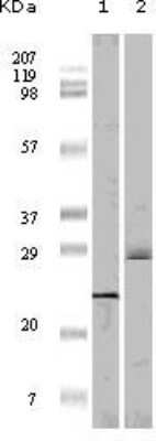 Western Blot: 4EBP1 Antibody (4B6G10) [NBP1-47554] - Analysis using 4E-BP1 mouse mAb against truncated 4E-BP1 recombinant protein(1)and A431 cell lysate (2).