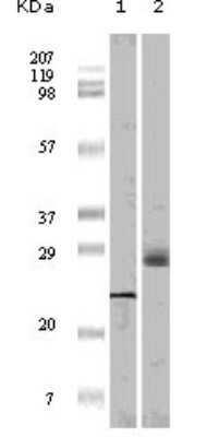 Western Blot: 4EBP1 Antibody (9E12D9) [NB110-60514] - Analysis using 4E-BP1 mouse mAb against truncated 4E-BP1 recombinant protein (1) and A431 cell lysate (2).