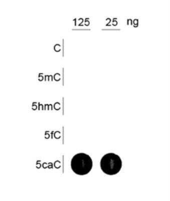 Dot Blot: 5-Carboxylcytosine Antibody [NBP2-59148] - Analysis was performed using synthetic oligonucleotides containing different modified C-bases (indicated in red). 125 and 25 ng of the respective oligo's were bound to a Streptavindin-coated multi-well plate. The antibody was used at a dilution of 1:1,000. The binding of antibody to the DNA was measured by ECL chemiluminescence. Figure shows a high specificity of the antibody for the carboxylated cytosine.