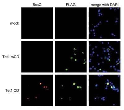 Immunocytochemistry/Immunofluorescence: 5-Carboxylcytosine Antibody [NBP2-59148] - 293T cells were transfected with either the mouse FLAG-tagged wild-type Tet1 (Tet1 CD) or the catalytically inactive FLAG-tagged C-terminal domain of Tet1 (Tet1 mCD) and stained with the antibody against 5-caC , diluted 1:500, and with an anti-FLAG antibody, followed by DAPI counterstaining.