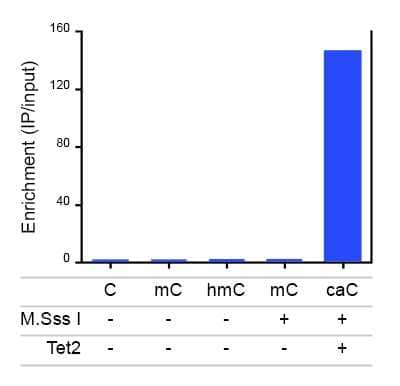 Immunoprecipitation: 5-Carboxylcytosine Antibody [NBP2-59148] - Immunoprecipitation was performed with the antibody against 5-caC on 2 ug of J1 ES genomic DNA, spiked with 1 pg of a control DNA fragment (approximately 700 bp from the RFP (Ring finger protein) gene) containing different cytosine modifications. The mC and hmC control DNA was generated by PCR with the corresponding nucleotide. The caC control fragment was obtained by in vitro methylation using M.SssI methyltransferase followed by oxidation with purified Tet2. The IP'd DNA was subsequently anaysed by qPCR using primers specific for the control DNA fragments and for GAPDH, used as a negative control. Figure shows the enrichment calculated as the ratio of the recovery of the control DNA versus the recovery of the GAPDH negative control.