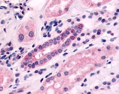 Immunohistochemistry-Paraffin: 5-HT1F Antibody [NLS3338] - Analysis of anti-5HT1F Receptor antibody with human kidney, renal tubules.