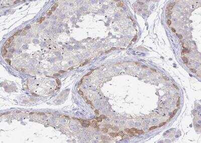 Immunohistochemistry-Paraffin: 5-HT2A Antibody [NBP1-90318] - Staining of human testis shows low membranous positivity in cells in seminiferous ducts as expected.