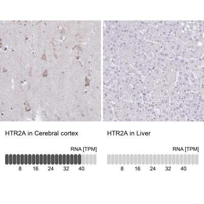Immunohistochemistry-Paraffin: 5-HT2A Antibody [NBP1-90318] - Analysis in human cerebral cortex and liver tissues using NBP1-90318 antibody. Corresponding HTR2A RNA-seq data are presented for the same tissues.