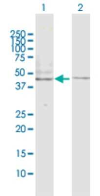 Western Blot: 5-HT2B Antibody [H00003357-D01P] - Analysis of HTR2B expression in transfected 293T cell line by HTR2B polyclonal antibody.Lane 1: HTR2B transfected lysate(54.3 KDa).Lane 2: Non-transfected lysate.
