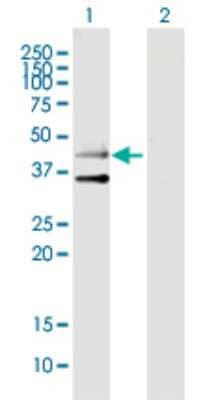 Western Blot: 5-HT3B Antibody [H00009177-B01P] - Analysis of HTR3B expression in transfected 293T cell line by HTR3B polyclonal antibody.  Lane 1: HTR3B transfected lysate(50.30 KDa). Lane 2: Non-transfected lysate.