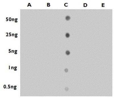 Dot Blot: 5-hmC Antibody [NBP2-43569] - Analysis of anti-5-hmC antibody with the synthetic DNA controls . DNA samples (0.5 to 50 ng as indicated) were spotted onto the positively charged Nylon membrane and blotted with 5-hmC antibody at a dilution of 1:50000. A: Unmethylated DNA B: DNA containing 5-methylcytosine C: DNA containing 5-hydroxymethylcytosine D: DNA containing 5-formylcytosine E: DNA containing 5-carboxylcytosine.