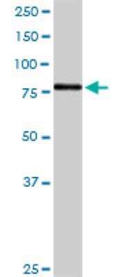 Western Blot: 5-Lipoxygenase Antibody [H00000240-D01P] - ALOX5 MaxPab rabbit polyclonal antibody. Western Blot analysis of ALOX5 expression in human spleen.