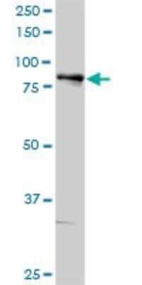 Western Blot: 5-Lipoxygenase Antibody [H00000240-D01P] - Analysis of ALOX5 expression in mouse spleen.