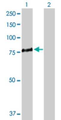 Western Blot: 5-Lipoxygenase Antibody [H00000240-D01P] - Analysis of ALOX5 expression in transfected 293T cell line by ALOX5 polyclonal antibody.Lane 1: ALOX5 transfected lysate(78.00 KDa).Lane 2: Non-transfected lysate.