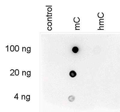 Dot Blot: 5-MethylCytosine Antibody (C.15200003) [NBP2-59166] - To demonstrate the specificity of the antibody against 5-mC, a Dot blot analysis was performed using hmC, mC and C controls. 100 to 4 ng (equivalent of 5 to 0.2 pmol of C-bases) of the controls were spotted on a membrane (Amersham Hybond-N+). The antibody was used at a dilution of 1:600. Dot blot shows a high specificity of the antibody for the methylated control.