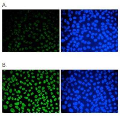 Immunocytochemistry/Immunofluorescence: 5-MethylCytosine Antibody (C.15200003) [NBP2-59166] - Human osteosarcoma (U2OS) cells were stained with the monoclonal antibody against 5-mC. Cells were fixed with 2.5% PFA in PBS for 30 minutes, permeabilized with 0.5% Triton X-100 for 1 hour and treated with 2N HCl for 1 hour followed by 2 x 5 minutes with 0.1 M borate buffer to depurinate the DNA. After blocking with PBS containing 0.1% Triton X-100 and 1% BSA, the cells were immunofluorescently labelled with the 5-mC antibody diluted 1:500 in blocking solution, followed by a goat anti-mouse antibody conjugated to Alexa488. Figure 3A: cells were immunofluorescently labelled with the 5-mC antibody after incubation of the antibody with 50 uM mCTP (left) or with DAPI (right). Figure 3B: staining of the cells with the 5-mC antibody after incubation of the antibody with 50 uM hmCTP and with DAPI.