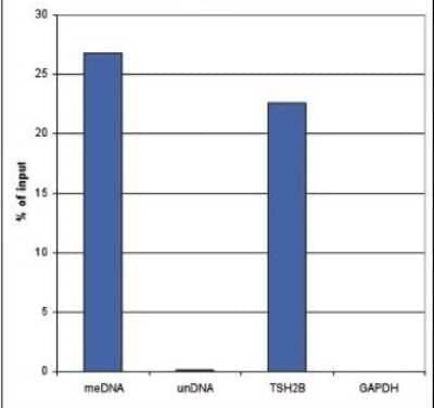Methylated DNA Immunoprecipitation: 5-MethylCytosine Antibody (C.15200006) [NBP2-59170] - Methylated DNA immunoprecipitation was performed on 1 ug fragmented human genomic DNA using 0.2 ug of the antibody against 5-mC and a MeDIP Kit. The fragmented DNA was spiked with the internal controls present in the kit (methylated DNA (meDNA) as a positive and unmethylated DNA (unDNA) as a negative control) prior to performing the IP. QPCR was performed with optimized primer sets, specific for the methylated and unmethylated DNA controls, and for a known methylated (TSH2B) and unmethylated (GAPDH) genomic region. Figure shows the recovery expressed as a % of input (the relative amount of immunoprecipitated DNA compared to input DNA after qPCR analysis).