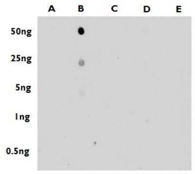 Dot Blot: 5-MethylCytosine Antibody [NBP2-42813] - Analysis of anti-5-mC antibody with the synthetic DNA controls . DNA samples (0.5 to 50 ng) were spotted onto positively charged nylon membrane and blotted with 5-mC antibody at a dilution of 1:4000. A: Unmethylated DNA B: DNA containing 5-methylcytosine C: DNA containing 5-hydroxymethylcytosine D: DNA containing 5-formylcytosine E: DNA containing 5-carboxylcytosine.