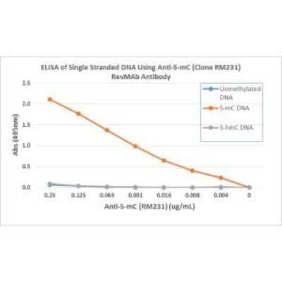 ELISA: 5-MethylCytosine Antibody (RM231) [NBP2-61470] - ELISA of single stranded DNA using NBP2-61470. The plate was coated with streptavidin and then biotinylated single stranded unmethylated DNA, 5-Methylcytosine (5-mC) DNA, and 5-Hydroxymethylcytosine (5-hmC) DNA. A serial dilution of NBP2-61470 was used as the primary antibody, and an alkaline phosphatase conjugated anti-Rabbit IgG as the secondary antibody.