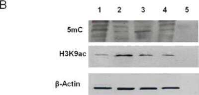 Western Blot: 5-MethylCytosine Antibody [NB100-744] - Immunoblotting analysis shows decrease in 5-methyl cytosine and increase in H3K9 acetylation levels after combined treatment. Lanes 1 to 5 were loaded with proteins (2 ug) from HFFs, hESCs, inhibitor treated HFFs and combined treated HFFs. Image collected and cropped by CiteAb from the following publication (dx.plos.org/10.1371/journal.pone.0012297), licensed under a CC-BY license.