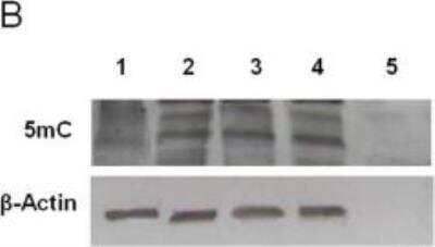 Western Blot 5-MethylCytosine Antibody