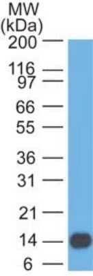 Western Blot: 5'-Nucleotidase/CD73 Antibody (45M4F9) - Azide Free [NBP2-25243] - analysis of CD73 in a partial recombinant protein using CD73 antibody at 1 ug/ml. goat anti-mouse Ig HRP secondary antibody and PicoTect ECL substrate solution were used for this test.