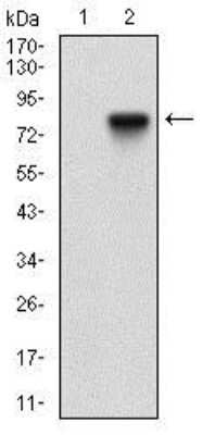 Western Blot: 5'-Nucleotidase/CD73 Antibody (4G6E3) [NBP2-37271] - Analysis using NT5E mAb against HEK293 (1) and NT5E (AA: 30-250)-hIgGFc transfected HEK293 (2) cell lysate.