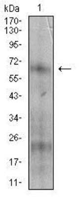 Western Blot: 5'-Nucleotidase/CD73 Antibody (4G6E3) [NBP2-37271] - Analysis using NT5E mouse mAb against A431 cell lysate.