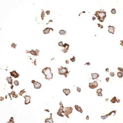 Immunocytochemistry: 5'-Nucleotidase/CD73 Antibody (BLR054F) [NBP3-14679] -  FFPE section of IMR-90 cells. Rabbit anti-CD73 recombinant monoclonal antibody   used at 1:100.  HRP-conjugated goat anti-rabbit IgG  Substrate DAB.