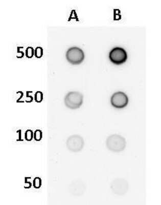 Dot Blot: 5-hmC Antibody (513) [NBP2-43568] - Analysis of anti- 5-Hydroxymethylcytosine / 5-hmC antibody [513] with DNA samples DNA samples (50 to 500 ng as indicated) were spotted onto positively charged nylon membrane and blotted with 5-Hydroxymethylcytosine / 5-hmC antibody [513] at a dilution of 1:500. A: Genomic DNA derived from 293T cells. B: Genomic DNA derived from human TET-1 transfected 293T cells.