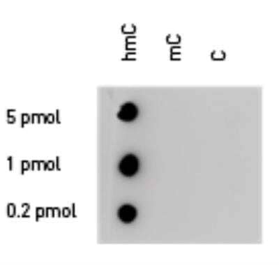 Dot Blot: 5-hmC Antibody [NBP2-59182] - 100 to 4 ng (equivalent of 5 to 0.2 pmol of C-bases) of the hmC, mC and C PCR controls were spotted on a membrane (Amersham Hybond-N+). The membrane was incubated with the rabbit 5-hydroxymethylcytosine polyclonal antibody (dilution 1:200). The membranes were exposed for 30 seconds.