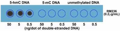 Dot Blot: 5-hmC Antibody (RM236) [NBP2-61469] - Dot blot of double stranded DNA using NBP2-61469. The membrane was pre-spotted with double stranded 5-Hydroxymethylcytosine (5-hmC) DNA, 5-Methylcytosine (5-mC) DNA, and unmethylated DNA.