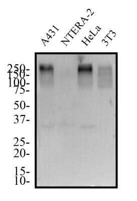 Western Blot: 53BP1 Antibody (1285C) - Azide and BSA Free [NBP2-80550] - Total protein from human A431, NTERA-2, HeLa and mouse 3T3 cell lines was separated on a 12% gel by SDS-PAGE, transferred to PVDF membrane and blocked in 5% non-fat milk in TBST. The membrane was probed with 1.0 ug/ml 53BP1 Antibody in block solution and detected with an anti-rabbit HRP secondary antibody using chemiluminescence. The observed molecular weight is shown on this gel at ~250 kDa and the theoretical molecular weight of the whole endogenous protein is 214 kDa. Image from the standard format of this antibody.