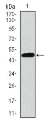 Western Blot: 53BP1 Antibody (6B3E10) - Azide and BSA Free [NBP2-80549] - Western blot analysis using 53BP1 Antibody against human 53BP1 recombinant protein. The expected molecular weight is 47.6 kDa which is demonstrated in this analysis, and the theoretical molecular weight of the whole endogenous protein is 214 kDa. Image from the standard format of this antibody.