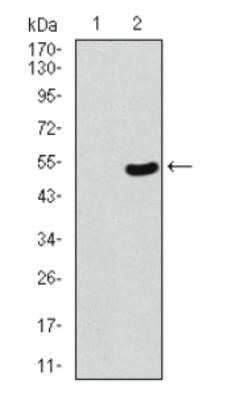 Western Blot: 53BP1 Antibody (6B3E10) - Azide and BSA Free [NBP2-80549] - Western blot analysis using against HEK293 (1) and 53BP1 (AA: 574-773)-hIgGFc transfected HEK293 (2) cell lysate. The observed molecular weight is ~52 kDa and the theoretical molecular weight of the whole endogenous protein is 214 kDa. Image from the standard format of this antibody.