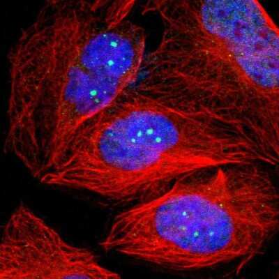 Immunocytochemistry/Immunofluorescence: 53BP1 Antibody [NBP2-54659] - Staining of human cell line U-2 OS with 53BP1 Antibody shows localization to nuclear bodies. Antibody staining is shown in green.