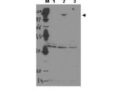 Western Blot 53BP2 Antibody