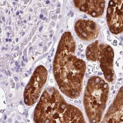 Immunohistochemistry-Paraffin: 58K Golgi Protein Antibody [NBP2-48651] - Staining of human kidney.