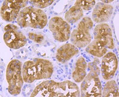 Immunohistochemistry-Paraffin: 58K Golgi Protein Antibody (JF099-5) [NBP2-67099] - Analysis of paraffin-embedded human kidney tissue using anti-58K Golgi protein antibody. Counter stained with hematoxylin.